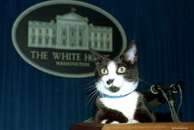 10 Historic Cats Who Captured the World