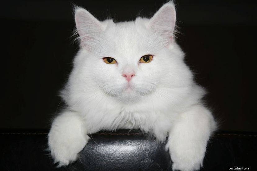 10 Historic Cats Who Captured the World