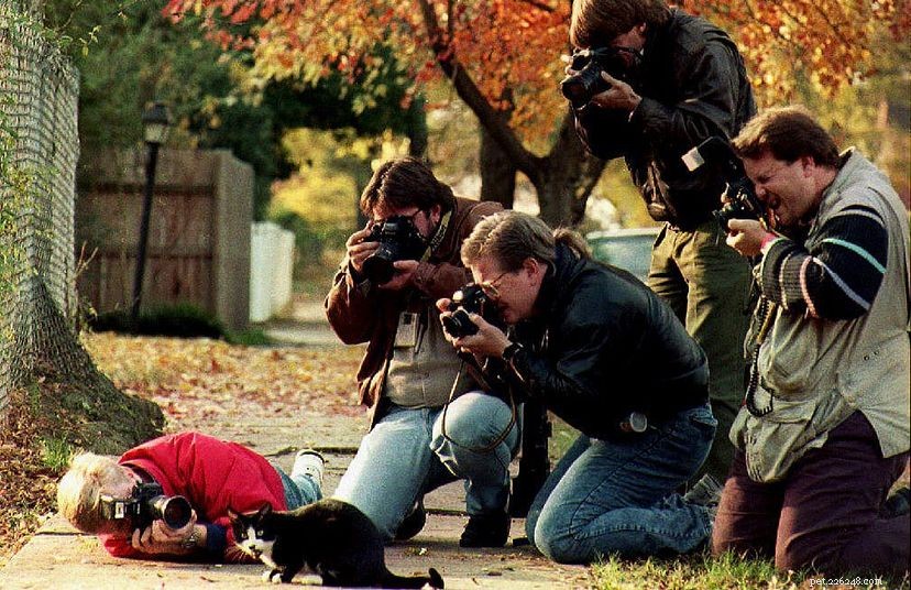 10 Historic Cats Who Captured the World