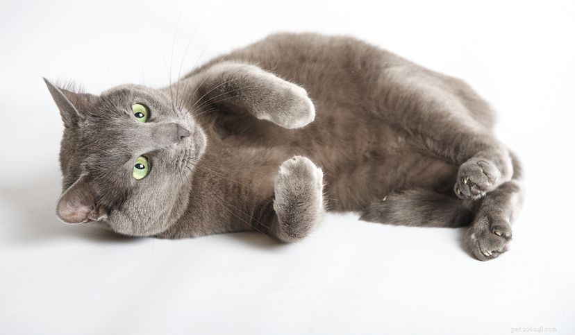 10 Historic Cats Who Captured the World
