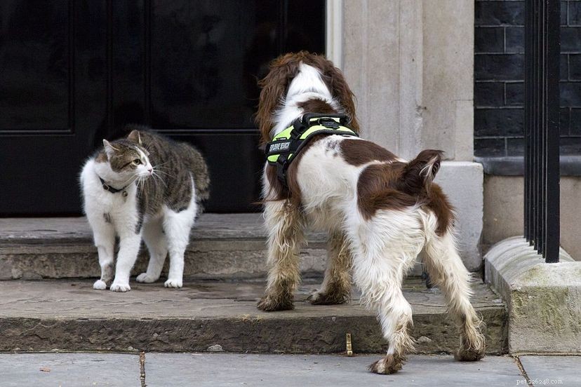 10 Historic Cats Who Captured the World