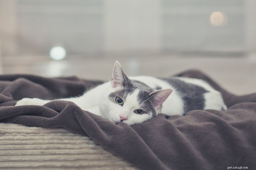 10 Historic Cats Who Captured the World