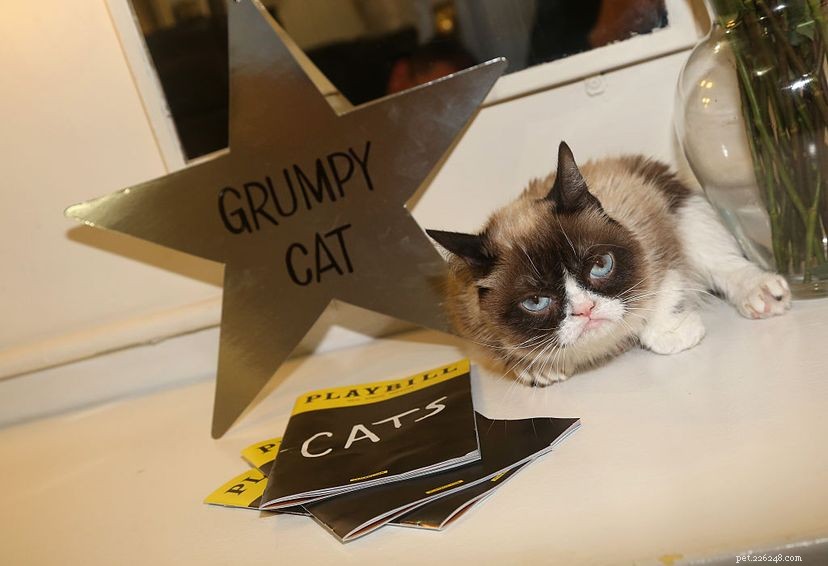 10 Historic Cats Who Captured the World