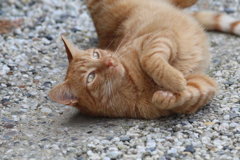 10 Historic Cats Who Captured the World