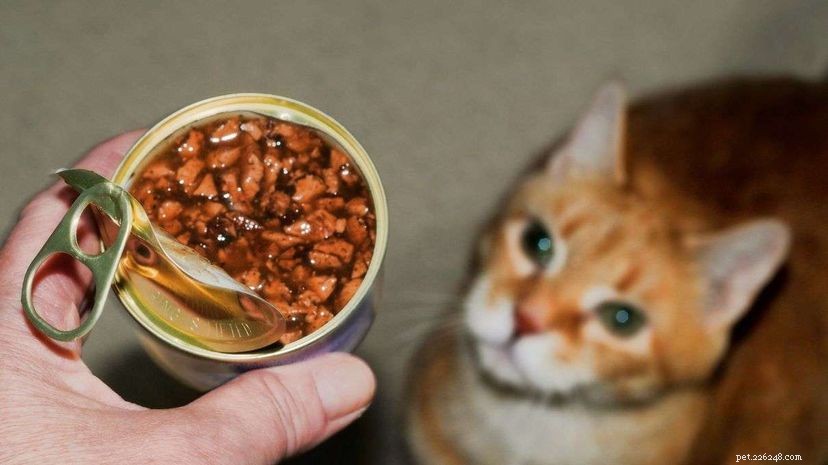 Enhance Your Indoor Cat’s Happiness and Health with Food Puzzles