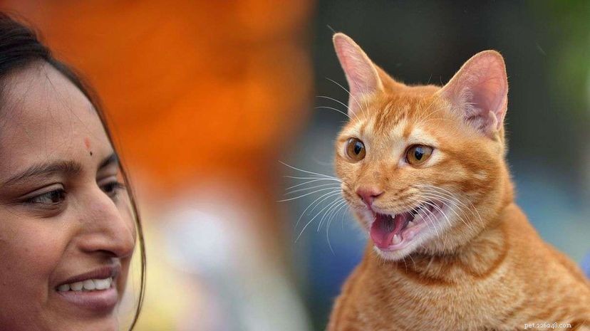 How Many House Cats Are There Worldwide? An Accurate Estimate