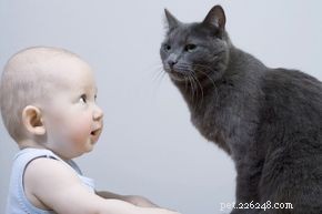 Are Cats a Threat to Infants? Separating Fact from Fiction