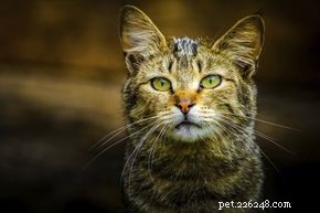 Do Feral Cats Spread Disease? What You Need to Know About Their Health Risks