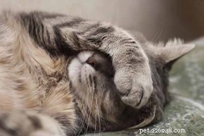 Top 5 Reasons Your Cat Avoids the Litter Box (and How to Fix It)