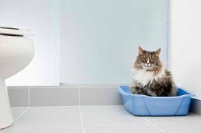Top 5 Reasons Your Cat Avoids the Litter Box (and How to Fix It)