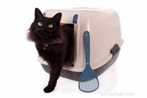 Top 5 Reasons Your Cat Avoids the Litter Box (and How to Fix It)