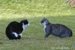 Top 5 Reasons Your Cat Avoids the Litter Box (and How to Fix It)