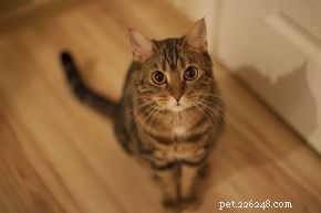 5 Practical Tricks to Train Your Cat—Proven, Easy, and Rewarding