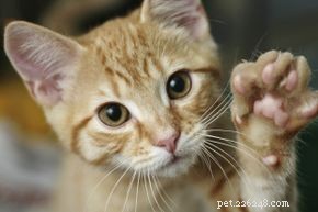 5 Practical Tricks to Train Your Cat—Proven, Easy, and Rewarding