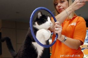 5 Practical Tricks to Train Your Cat—Proven, Easy, and Rewarding