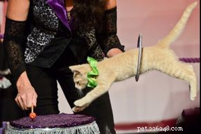 5 Practical Tricks to Train Your Cat—Proven, Easy, and Rewarding
