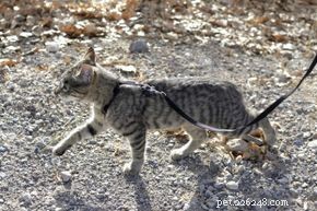 5 Practical Tricks to Train Your Cat—Proven, Easy, and Rewarding