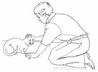 Caring for an Injured Cat: Safe Approach Tips