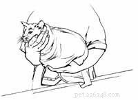 Safely Restrain an Injured Cat: A Step‑by‑Step Guide