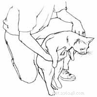 Safely Restrain an Injured Cat: A Step‑by‑Step Guide