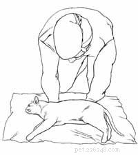 Safe Transport of an Injured Cat: A Step‑by‑Step Guide for Pet Owners