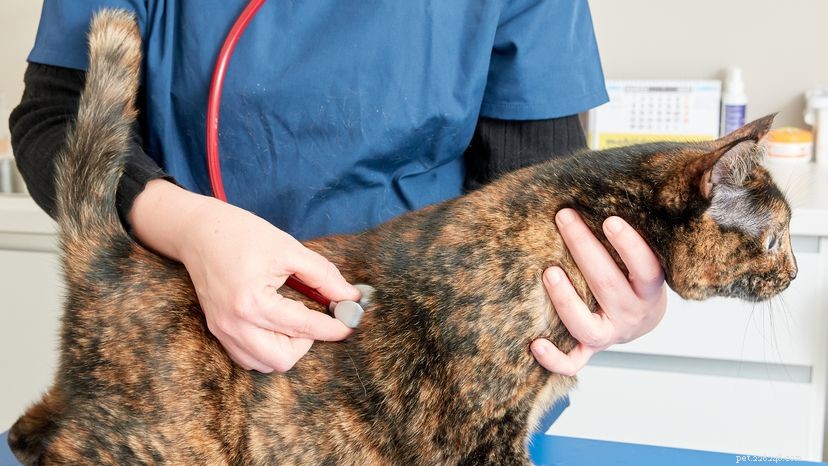Expert Guide: Treating Cat Abscesses Quickly & Safely