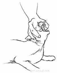 Expert Guide: How to Safely Administer Oral Medication to Your Cat
