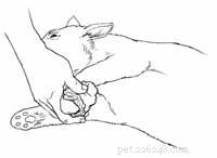 Comprehensive Guide to Caring for Your Cat After an Animal Bite