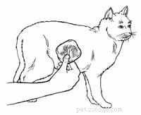 Step-by-Step Guide: First Aid for a Bleeding Cat