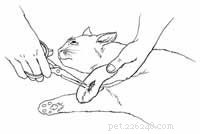 Step-by-Step Guide: First Aid for a Bleeding Cat