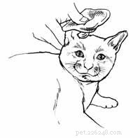 Step-by-Step Guide: First Aid for a Bleeding Cat