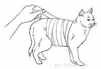 Step-by-Step Guide: First Aid for a Bleeding Cat