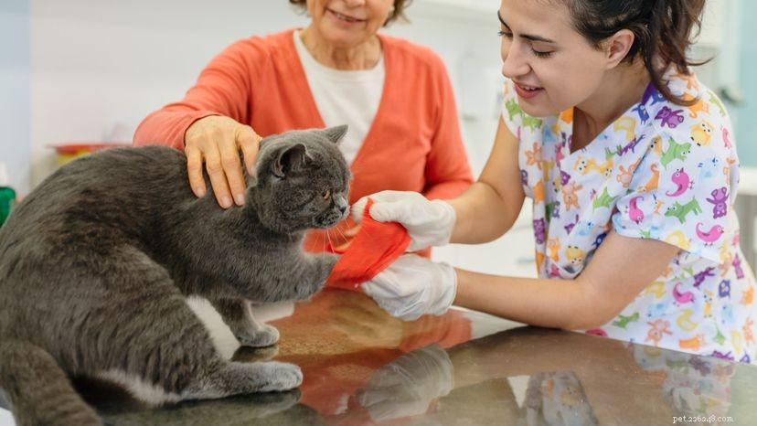 Step-by-Step Guide to Safely Treating a Cat’s Broken Leg