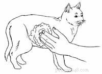 Effective Burn Care for Cats: Immediate Steps and Long‑Term Healing