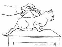 Effective Burn Care for Cats: Immediate Steps and Long‑Term Healing