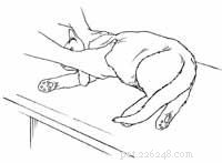 Immediate Steps to Rescue a Choking Cat