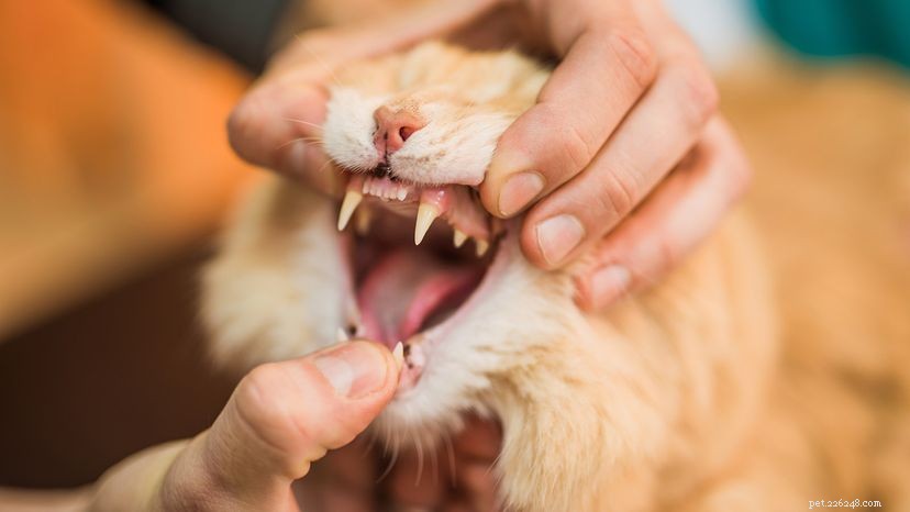 Immediate Steps to Rescue a Choking Cat