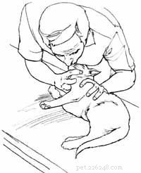 Immediate Steps to Rescue a Choking Cat