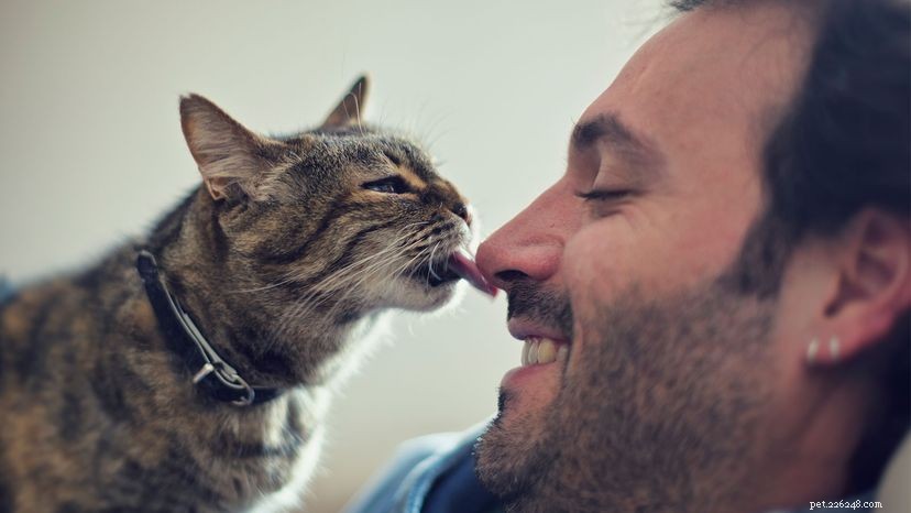 What Your Cat s Licking Means: A Guide to Feline Affection