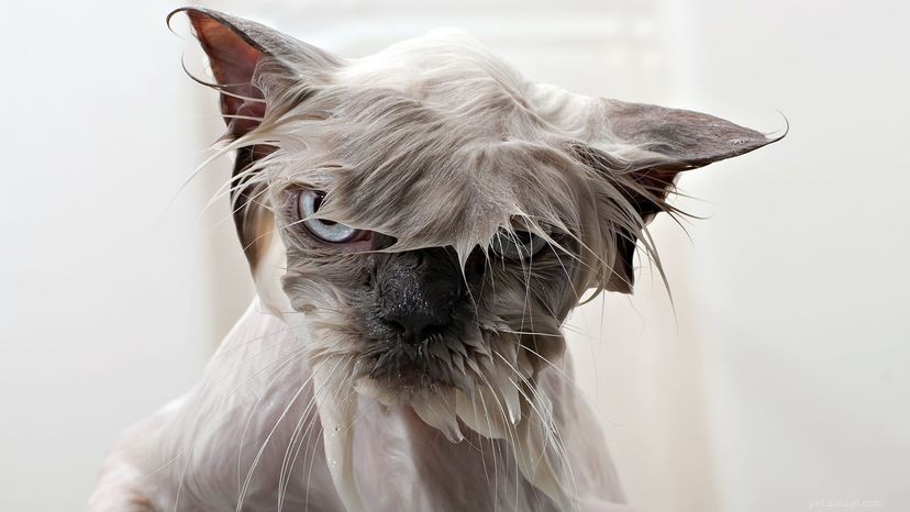 Why Do Cats Dislike Water? The Science Behind Their Aversion