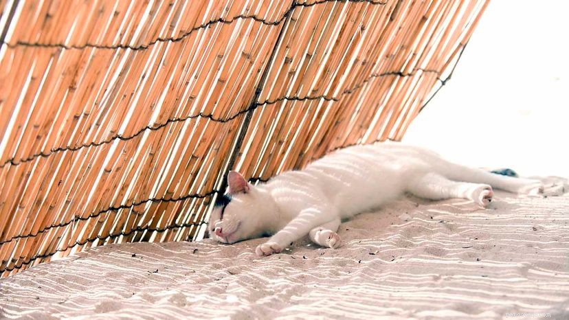 Best and Worst Cities for Cat Owners: A Guide to Your Feline Friend’s Ideal Home