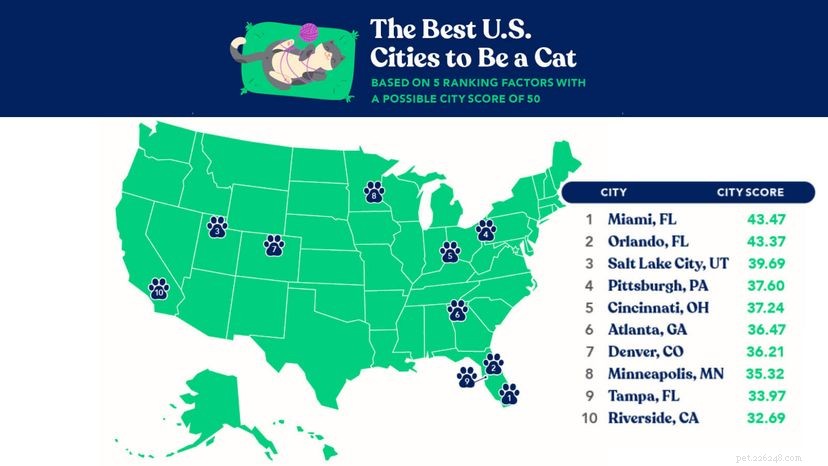 Best and Worst Cities for Cat Owners: A Guide to Your Feline Friend’s Ideal Home