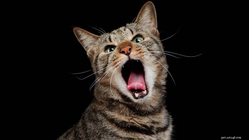 Why Do Older Cats Yowl at Night? Causes & How to Calm Them