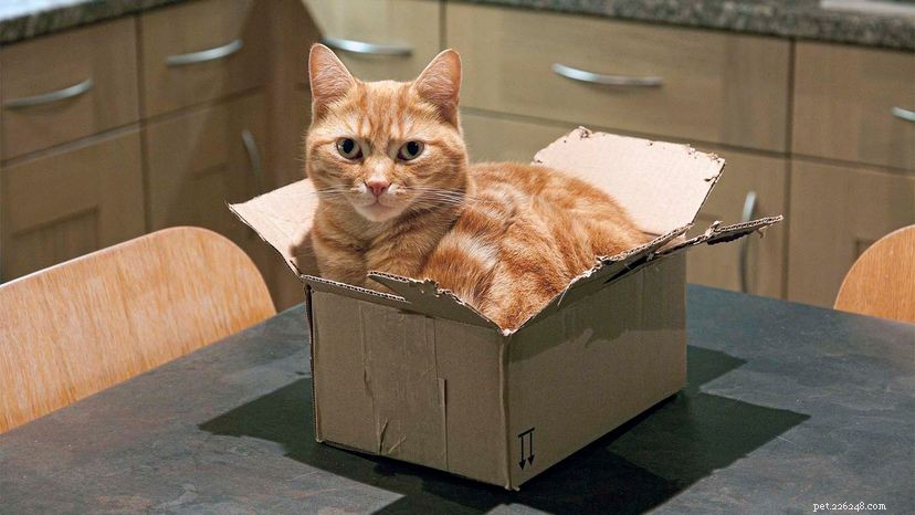 The Science Behind Why Cats Love to Sit in Squares and Boxes
