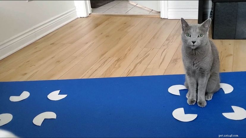 The Science Behind Why Cats Love to Sit in Squares and Boxes