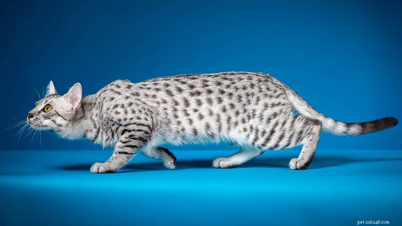 Discover the Egyptian Mau: Spot‑Patterned Elegance & Dog‑Loyalty