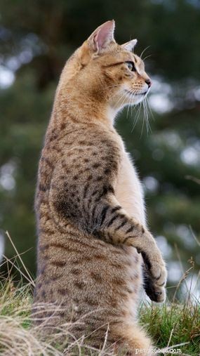 Discover the Egyptian Mau: Spot‑Patterned Elegance & Dog‑Loyalty