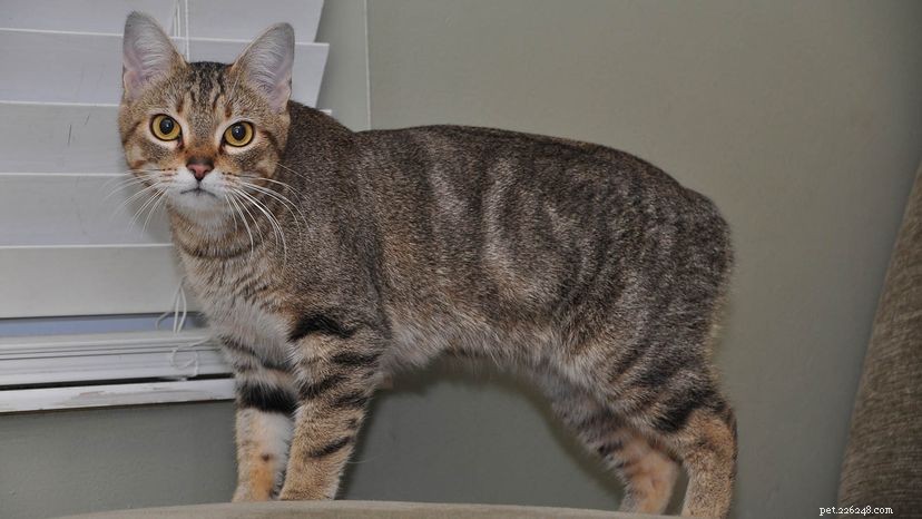 The Mystery Behind the Tail‑Free Manx Cat: Genetics and History