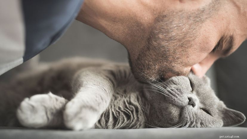 Slow Blinking Enhances Bonding with Your Cat — Learn How