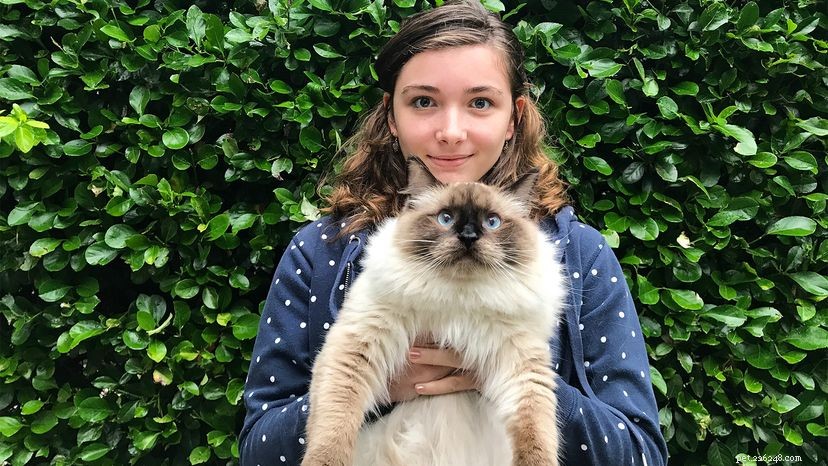 Ragdoll Cats: The Most Gentle and Affectionate Breed
